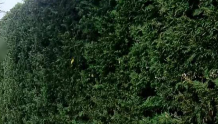 Paysagiste à Lestrem – Création & entretien de jardin