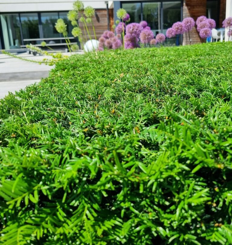 Paysagiste à Lestrem – Création & entretien de jardin