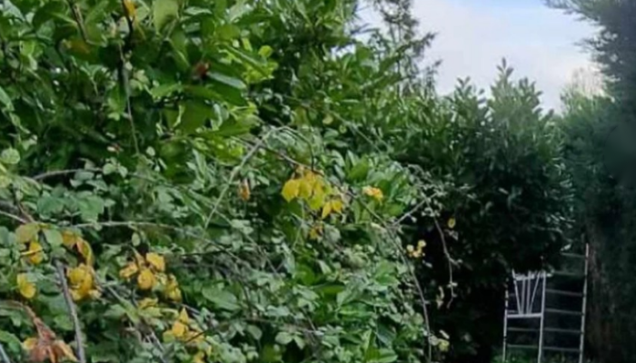 Paysagiste à Lestrem – Création & entretien de jardin