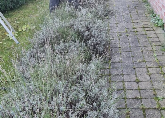 Paysagiste à Lestrem – Création & entretien de jardin
