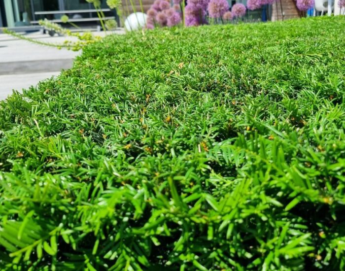 Paysagiste à Lestrem – Création & entretien de jardin