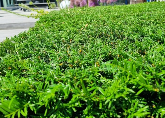 Paysagiste à Lestrem – Création & entretien de jardin